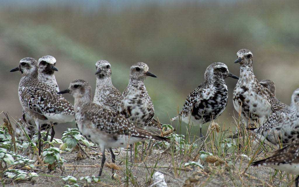 Black-bellied Plovers by bobandcarol71661 is licensed under CC BY-NC-ND 2.0